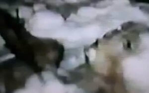 imagens